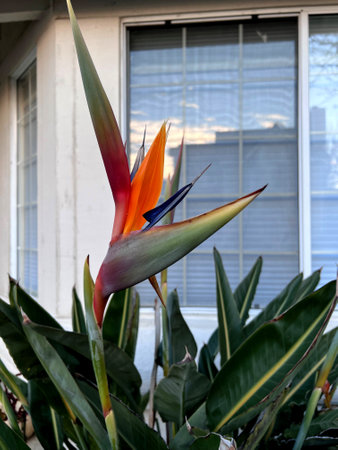 Crane flower, Bird of paradise, Strelitzia reginae, perennial ornamental herb with two-ranked leaves on long petioles and orange beak like flowers.の写真素材