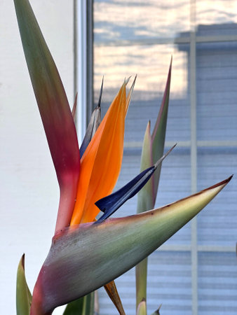 Crane flower, Bird of paradise, Strelitzia reginae, perennial ornamental herb with two-ranked leaves on long petioles and orange beak like flowers.の写真素材