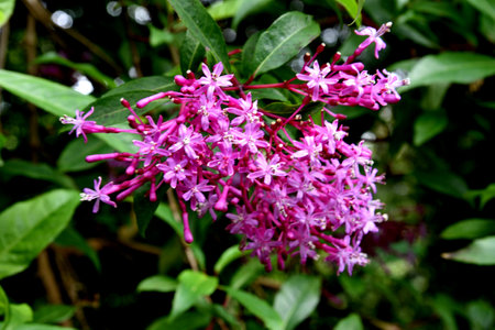 Paniculate Fuchsia, Fuchsia paniculata, Deciduous shrub or small tree with purplish pink flowers in panicles and edible fruits, grown as ornamental.の写真素材