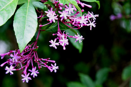 Paniculate Fuchsia, Fuchsia paniculata, Deciduous shrub or small tree with purplish pink flowers in panicles and edible fruits, grown as ornamental.の写真素材