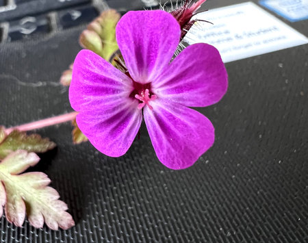 Flower of Robert s Geranium, Geranium robertianum, Red Robin, with red petals with lighter veins and red anthers, dark red calyx with long hairs.の写真素材