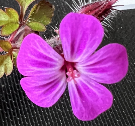 Flower of Robert s Geranium, Geranium robertianum, Red Robin, with red petals with lighter veins and red anthers, dark red calyx with long hairs.の写真素材