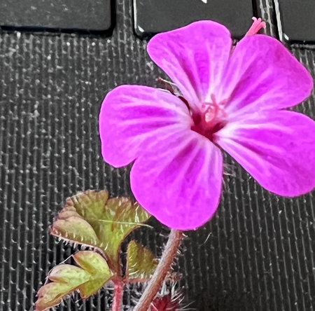 Flower of Robert s Geranium, Geranium robertianum, Red Robin, with red petals with lighter veins and red anthers, dark red calyx with long hairs.の写真素材