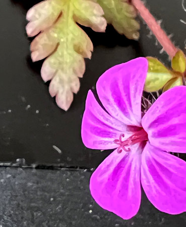 Flower of Robert s Geranium, Geranium robertianum, Red Robin, with red petals with lighter veins and red anthers, dark red calyx with long hairs.の写真素材