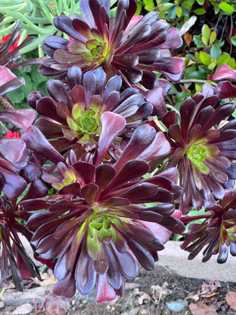 Large Purple Aeonium, Aeonium arboreum Zwartkop , succulent ornamental clump forming with branching stems with a terminal rosette of dark purple to nearly black elongated leaves.の写真素材