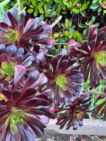 Large Purple Aeonium, Aeonium arboreum Zwartkop , succulent ornamental clump forming with branching stems with a terminal rosette of dark purple to nearly black elongated leaves.の写真素材