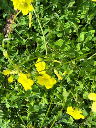 African wood-sorrel, Bermuda buttercup, Oxalis pes-caprae, yellow flowering herb with trifoliate compound leaves with sour taste due to oxalic acid.の写真素材
