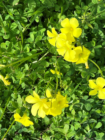 African wood-sorrel, Bermuda buttercup, Oxalis pes-caprae, yellow flowering herb with trifoliate compound leaves with sour taste due to oxalic acid.の写真素材