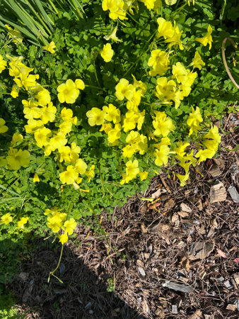 African wood-sorrel, Bermuda buttercup, Oxalis pes-caprae, yellow flowering herb with trifoliate compound leaves with sour taste due to oxalic acid.の写真素材