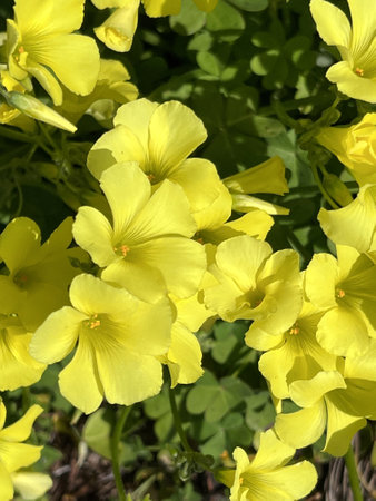African wood-sorrel, Bermuda buttercup, Oxalis pes-caprae, yellow flowering herb with trifoliate compound leaves with sour taste due to oxalic acid.の写真素材