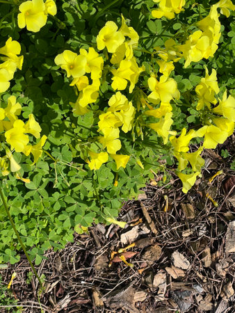 African wood-sorrel, Bermuda buttercup, Oxalis pes-caprae, yellow flowering herb with trifoliate compound leaves with sour taste due to oxalic acid.の写真素材