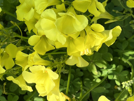 African wood-sorrel, Bermuda buttercup, Oxalis pes-caprae, yellow flowering herb with trifoliate compound leaves with sour taste due to oxalic acid.の写真素材