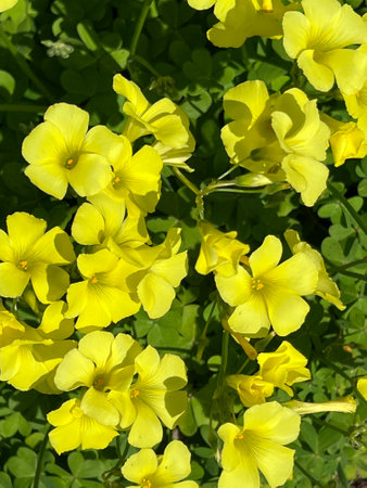 African wood-sorrel, Bermuda buttercup, Oxalis pes-caprae, yellow flowering herb with trifoliate compound leaves with sour taste due to oxalic acid.の写真素材