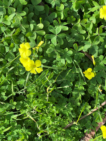 African wood-sorrel, Bermuda buttercup, Oxalis pes-caprae, yellow flowering herb with trifoliate compound leaves with sour taste due to oxalic acid.の写真素材