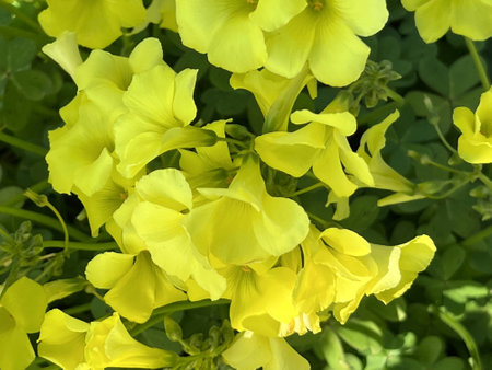 African wood-sorrel, Bermuda buttercup, Oxalis pes-caprae, yellow flowering herb with trifoliate compound leaves with sour taste due to oxalic acid.の写真素材
