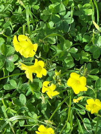 African wood-sorrel, Bermuda buttercup, Oxalis pes-caprae, yellow flowering herb with trifoliate compound leaves with sour taste due to oxalic acid.の写真素材
