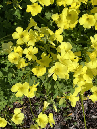 African wood-sorrel, Bermuda buttercup, Oxalis pes-caprae, yellow flowering herb with trifoliate compound leaves with sour taste due to oxalic acid.の写真素材
