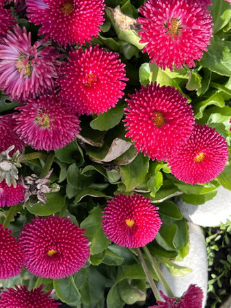 Bellis perennis, English daisy, Bellis perennisの写真素材