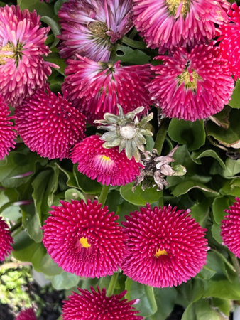 Bellis perennis is a genus of flowering plants in the daisy family.の写真素材