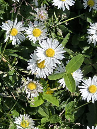 White daisies with green leaves on a background of grass.の写真素材