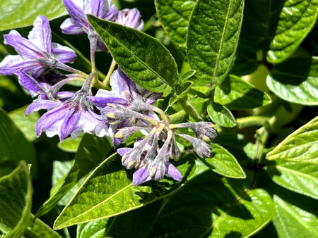 Flowers of Pepino, Pepino dulce, Solanum muricatum, perennial herb with purple flowers maturing into yellow berries with purple stripes, eaten raw.の写真素材