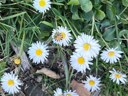 White daisies and bee on green grass in spring time.の写真素材