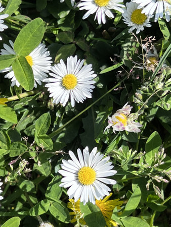 White daisies in the meadow on a sunny day.の写真素材