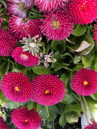 Bellis perennis is a genus of flowering plants in the daisy family.の写真素材