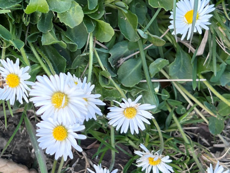 White daisies on the green grass in the garden close upの写真素材