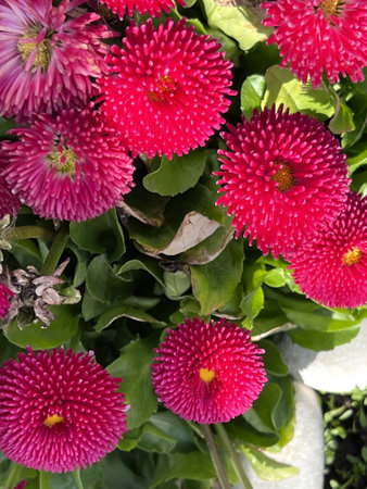 English daisy double red cultivar, Bellis perennis, garden ornamental, beautiful ornamental herb for beds, with basal rosette of leaves and double red flower-heads on long scape.の写真素材