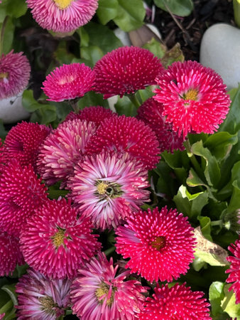 Bellis perennis is a genus of flowering plants in the daisy family.の写真素材