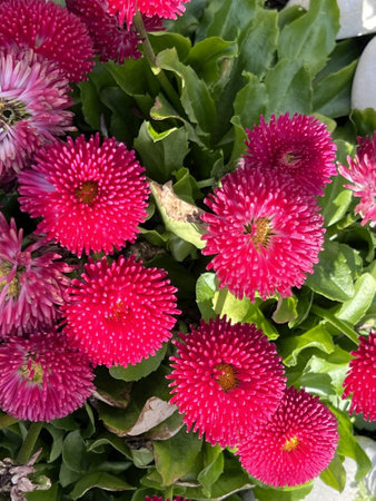 Bellis perennis is a genus of flowering plants in the daisy family.の写真素材