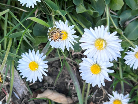 White daisies and a bee on the green grass in the gardenの写真素材