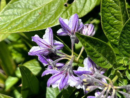 Flowers of Pepino, Pepino dulce, Solanum muricatum, perennial herb with purple flowers maturing into yellow berries with purple stripes, eaten raw.の写真素材