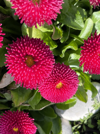 Bellis perennis is a genus of flowering plants in the daisy family.の写真素材