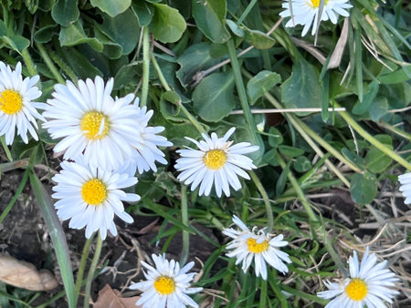 white daisies on the green grass in the garden. natureの写真素材