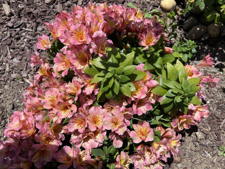 Peach coloured Peruvian lily, Alstroemeria cultivar with large peach coloured flowers. inner tepals yellowish with broken purple stripes, broader green leaves.の写真素材