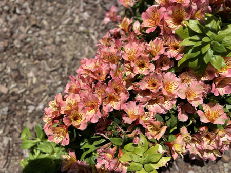 Peach coloured Peruvian lily, Alstroemeria cultivar with large peach coloured flowers. inner tepals yellowish with broken purple stripes, broader green leaves.の写真素材