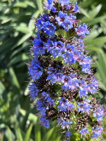 Pride of Madeira, Echium candicans, ornamental subshrub with linear leaves and bluish-purple flowers with protruding stamens and arranged in in a compact terminal spikes.の写真素材