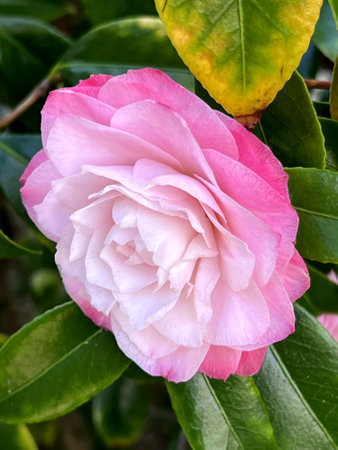 Camellia japonica Desire , upright ornamental shrub with large double soft to mid pink flowers with shades of dark pink to nearly white, flowering in winter to early spring.の写真素材