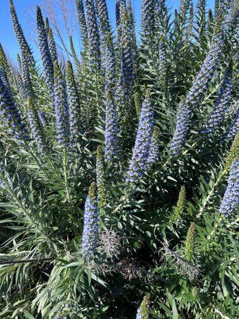 Pride of Madeira, Echium candicans, ornamental subshrub with linear leaves and bluish-purple flowers with protruding stamens and arranged in in a compact terminal spikes.の写真素材