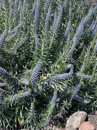 Pride of Madeira, Echium candicans, ornamental subshrub with linear leaves and bluish-purple flowers with protruding stamens and arranged in in a compact terminal spikes.の写真素材