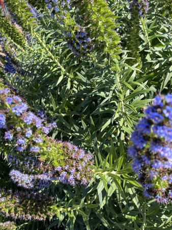 Pride of Madeira, Echium candicans, ornamental subshrub with linear leaves and bluish-purple flowers with protruding stamens and arranged in in a compact terminal spikes.の写真素材
