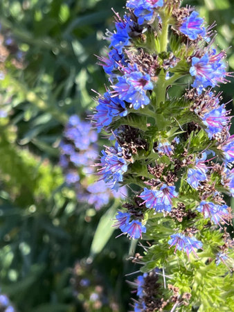 Pride of Madeira, Echium candicans, ornamental subshrub with linear leaves and bluish-purple flowers with protruding stamens and arranged in in a compact terminal spikes.の写真素材