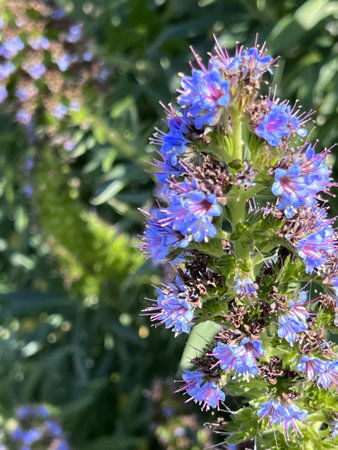 Pride of Madeira, Echium candicans, ornamental subshrub with linear leaves and bluish-purple flowers with protruding stamens and arranged in in a compact terminal spikes.の写真素材