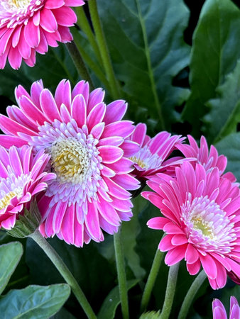 Gerbera hybrid cultivar Garvinea Sweet Memories , beautiful cultivar with light pink rays and wide white center, , heads medium sized. disc yellow.の写真素材