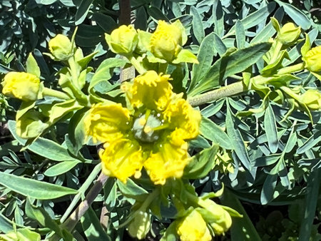 Fringed Rue, Ruta chalepensis, ornamental used in herbal medicine, with divided leaves and yellow flowers with fringed petals, source of chemical compound chalepensinの写真素材
