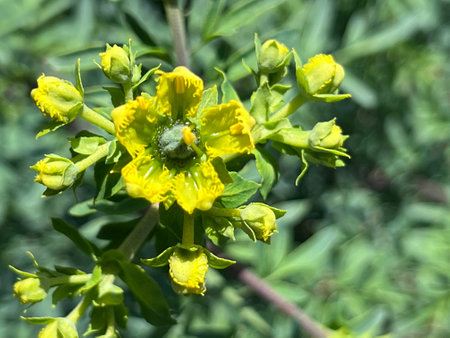 Fringed Rue, Ruta chalepensis, ornamental used in herbal medicine, with divided leaves and yellow flowers with fringed petals, source of chemical compound chalepensinの写真素材