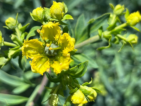 Fringed Rue, Ruta chalepensis, ornamental used in herbal medicine, with divided leaves and yellow flowers with fringed petals, source of chemical compound chalepensinの写真素材