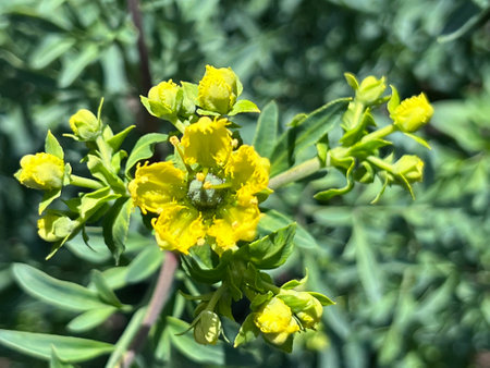 Fringed Rue, Ruta chalepensis, ornamental used in herbal medicine, with divided leaves and yellow flowers with fringed petals, source of chemical compound chalepensinの写真素材
